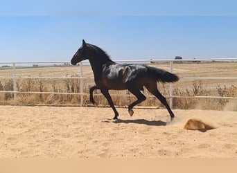 Andalusier, Hengst, 4 Jahre, 16,2 hh, Rappe