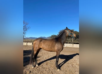 Andalusian, Stallion, 4 years, 16,2 hh, Dun