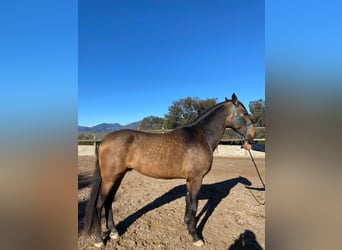 Andalusian, Stallion, 4 years, 16,2 hh, Dun