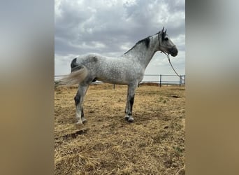 Andalusian, Stallion, 4 years, 16.2 hh, Gray