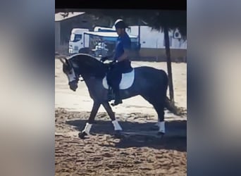 Andalusian, Stallion, 4 years, 16.2 hh, Gray