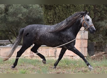 Andalusian, Stallion, 4 years, 16.2 hh, Gray