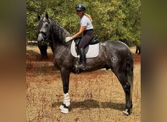 Andalusian, Stallion, 4 years, 16.2 hh, Grey-Dapple
