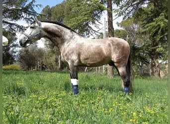 Andalusian, Stallion, 4 years, 16.2 hh, Grey