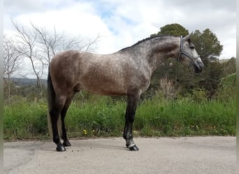 Andalusian, Stallion, 4 years, 16.2 hh, Grey