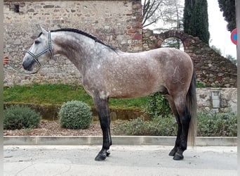 Andalusian, Stallion, 4 years, 16.2 hh, Grey