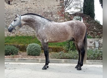 Andalusian, Stallion, 4 years, 16.2 hh, Grey