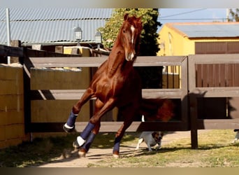 Andalusian, Stallion, 4 years, 16.3 hh, Chestnut-Red
