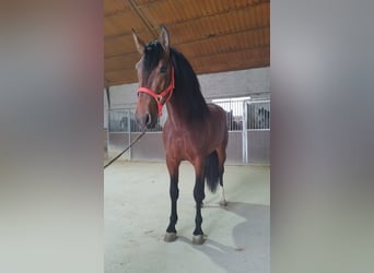 Andalusian, Stallion, 4 years, 16 hh, Bay