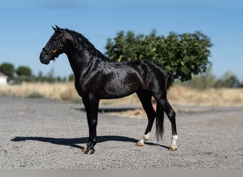 Andalusian, Stallion, 4 years, 16 hh, Black