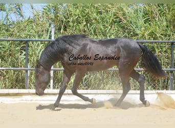 Andalusian, Stallion, 4 years, 16 hh, Black