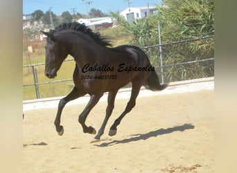 Andalusian, Stallion, 4 years, 16 hh, Black