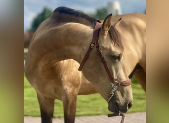 Andalusian, Stallion, 4 years, 16 hh, Buckskin