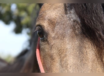 Andalusian, Stallion, 4 years, 16 hh, Buckskin