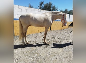 Andalusian, Stallion, 4 years, 16 hh, Cremello