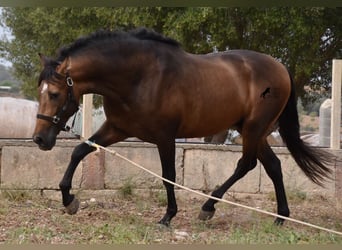 Andalusian, Stallion, 4 years, 16 hh, Dun