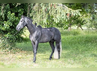 Andalusian Mix, Stallion, 4 years, 16 hh, Gray-Dark-Tan