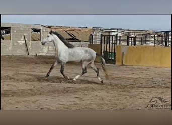 Andalusian, Stallion, 4 years, 16 hh, Gray