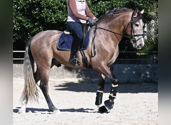 Andalusian, Stallion, 4 years, 16 hh, Grey