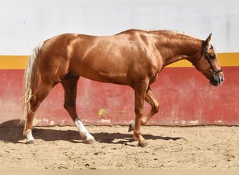 Andalusian, Stallion, 4 years, 16 hh, Palomino