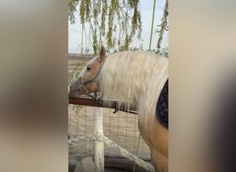 Andalusian, Stallion, 4 years, 16 hh, Palomino
