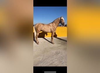 Andalusian, Stallion, 4 years, 16 hh, Palomino