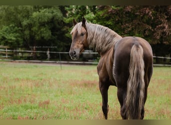 Andalusian, Stallion, 4 years, 16 hh, Palomino