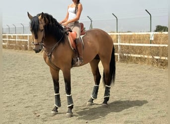 Andalusian, Stallion, 4 years, 16,3 hh, Dun