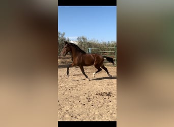Andalusian, Stallion, 4 years, Bay