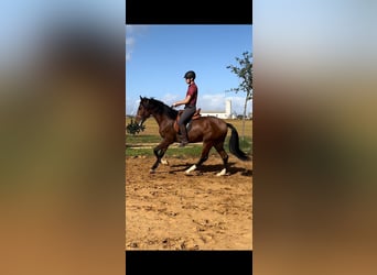 Andalusian, Stallion, 4 years, Bay