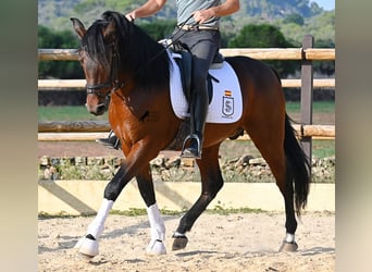 Andalusian, Stallion, 5 years, 15.1 hh, Brown