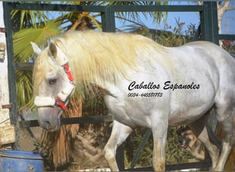 Andalusian, Stallion, 5 years, 15.1 hh, Gray