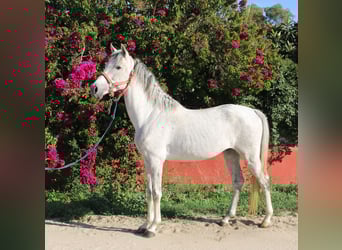 Andalusian, Stallion, 5 years, 15.1 hh, Gray