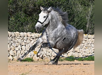 Andalusian, Stallion, 5 years, 15.1 hh, Grey