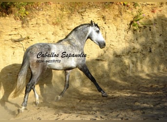 Andalusian, Stallion, 5 years, 15,1 hh, Smoky-Black