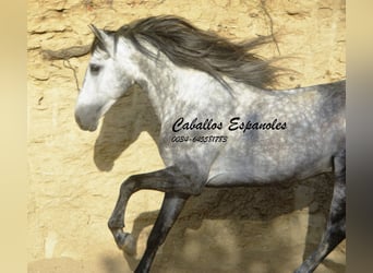 Andalusian, Stallion, 5 years, 15,1 hh, Smoky-Black