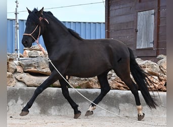 Andalusian, Stallion, 5 years, 15.2 hh, Black