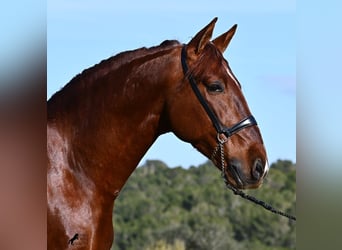 Andalusian, Stallion, 5 years, 15.2 hh, Chestnut-Red