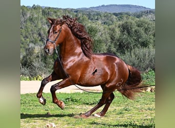 Andalusian, Stallion, 5 years, 15.2 hh, Chestnut-Red