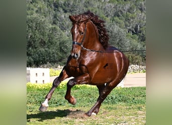 Andalusian, Stallion, 5 years, 15.2 hh, Chestnut-Red