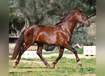 Andalusian, Stallion, 5 years, 15.2 hh, Chestnut-Red