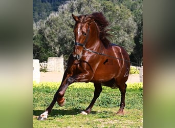 Andalusian, Stallion, 5 years, 15.2 hh, Chestnut-Red
