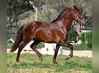 Andalusian, Stallion, 5 years, 15,2 hh, Chestnut-Red