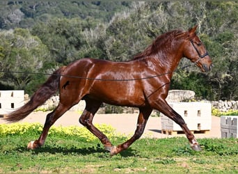 Andalusian, Stallion, 5 years, 15,2 hh, Chestnut-Red