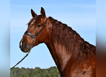 Andalusian, Stallion, 5 years, 15,2 hh, Chestnut-Red