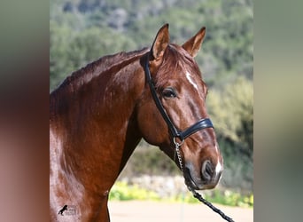 Andalusian, Stallion, 5 years, 15,2 hh, Chestnut-Red