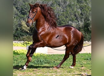 Andalusian, Stallion, 5 years, 15,2 hh, Chestnut-Red