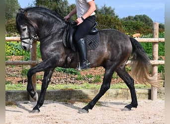 Andalusian, Stallion, 5 years, 15.2 hh, Grey