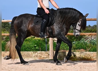 Andalusian, Stallion, 5 years, 15.2 hh, Grey
