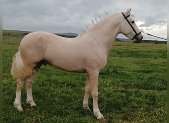 Andalusian, Stallion, 5 years, 15,2 hh, Palomino